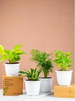 Nurturing Green Combo of 4 Air Purifying Indoor Plant