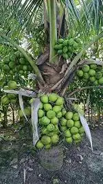 Zomoloco Coconut PlantNarkel PlantCoconut Live Plant (narial ka podha) Hybrid Coconut Fruit Plant