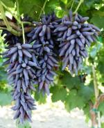 Online Plant Bazar Black Sweet Grapes Live Plant-Bg1