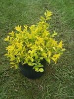 Cloud Farm Hybrid Golden Dew Drop Duranta Plant - 200 mm CF_O05