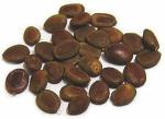 Green India Acacia Leucophloea tree seed/ Ronj Seed_100 gm
