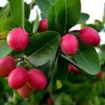 Marinetree Cherry -Fruit live Plant