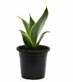 India Gardening Sansevieria longiflora, Bowstring Hemp. genus Sansevieria Snake Plant