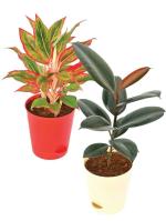 UGAOO Aglaonema, Rubber Indoor Live Plants With Pot Pack Of 2