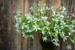 PARYAVARAAN Ornithogalum /Chincherinchee Flower Bulbs, White (5 Bulbs)