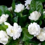Marinetree Live jasmine flower plant