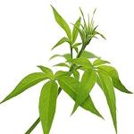 Kapebonavista Nirgundi Nirgand Sindvar Indrani Tukhm sambhalu Chaste Tree Vitex Negundo Living Plant in Poly Bag