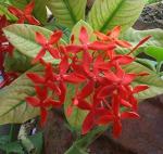 CooPany Idly Poo/Ixora Live Plant Red Flower Healthy Live Plant with Safe & Secure Packing