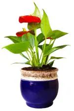 Rolling Nature Exotic Anthurium Red Plant in Blue Drip Glazed Pitcher Ceramic Pot