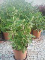 PLATONE Ajwain Plant (Hybrid, Pack Of 1)