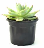 India Gardening Echeveria agavoides Crested Molded Wax Agave