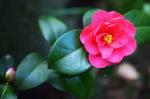 Globalplants camelia flower plant