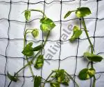 Jaliwale (6Feet X 3Feet) Plant Climbing Net & Creeper Net for Gardening Netting Black Colour