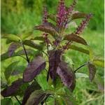 Heaven Of Saplings Tulsi Plant (Pack of 1)