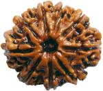 Shivoham 9 Mukhi Certified Nepali Rudraksha Wooden Yantra