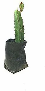 Baishnab Dragon TreeDragoonn TreeBP_07 Sweet Dragon fruit plant