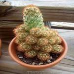 Connifer Coper Cactus plant