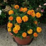 Corofitam Marigold Plant_Marigold Plant rhhh(x232
