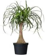 Online Plant Bazar Green Ponytail Elephant Foot Nolina Palm Live Plant-P1