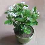Baishnab Jasmine PlantKundo PlantIndoor Live Plant With Pot - Jasmine Plant Chameli White Outdoor Live Flowering Plant