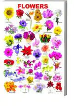 Surmul Multicolor Sunboard Medium Flower Name Chart Art