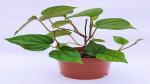 Platone Betel Leaf Plant TTR5 -Betel Leaf Plant