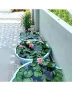 Afflorance Lotus Flower Seeds for Home Garden (Pack of 15 Seeds)