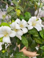 Cloud Farm Murraya Paniculata Kamini Flower Plant CF[004311]