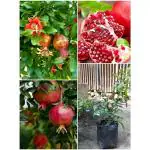 ASNOGMULDA Anar Hybrid Pomegranate, Bedana Live Plant Original Variety 1 Live Plant big size fruit variety tree)
