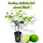 Cloud Farm Seedless Kolkata Pati Lemon Plant Special Variety Fruit After 6 Month, Pack Of 1 SCF_206