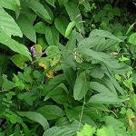 Kapebonavista Salaparni Sal Leaved Desmodium Dirghamuli Pivari Salpani Shalparni Chalani Salpani Salaparni Dhruva Desmodium Gangeticum Living Plant in Poly Bag