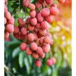 Cloud Farm Special Sweet Hybrid Seedless Litchi Plant,Lychee/Lichu (GRAFTED) Healthy Plant Original Variety,''Pack Of 1, Fruit After 1 Year'',CF_T19