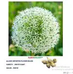 Plantogallery Allium Bulbs (Pack Of 10) (White) | Outdoor Decor| Lawn and Garden| Garden| | Home Accessory| Home Decors| Lawn Accessory| Garending Accessory| Allium Bulbs|