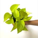 Little Jungle Pothos Nursery Pot (Neon)