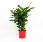 Cloud Farm Hybrid Elaichi Cardamom Plant - 200 mm CF013