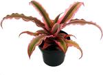 Platone Star Flower PlantAgllonima PlantEarth Star Plant Live Pink