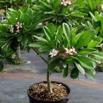 Earth Angels Plumeria PlantKatchapa PlantPlumeria Flower White Live Plant [CF83]
