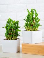 Nurturing Green Lucky Bamboo Plants With White Pot (Set Of 2)
