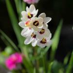 PARYAVARAAN Bulbs Ixia Flower Seeds For Winter & Home Gardening pack of 10 bulbs