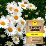 Trustbasket Multicolor GMO-Free Daisy Flower Seeds (1)