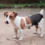 Taiyo Pluss Discovery Reusable & Washable Diapers for Female Dogs (Size : XL)(Qty-1) (Colour May Vary)