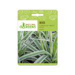 National Gardens Variegated Ribbon Grass Seeds (20 Nos)