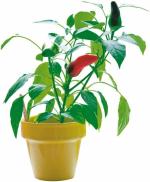 Infinite Green Vegetable Plant S