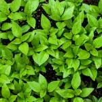 Shivnami African Blue Basil Plant Seeds for Gardening - Ocimum kilimandscharicum basilicum 'Dark Opal' - Easy To Grow - High Germination - Pack of 20+