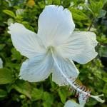 Online Plant Bazar White Hibiscus Flower Live Plant