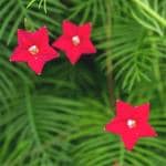 Plantzoin Pentas Star flower Pentas lanceolata (Color-Red) Live Plant