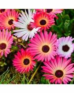 Green World Organic Mesembryanthemum Heavens Mix Flower 20 Seeds