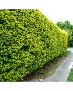 Afflorance Plant Seeds for Hedges