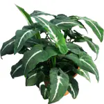 Ashokavanam Syngonium Black Velvet Plant (wendlandii)