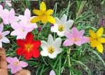PARYAVARAAN Zephyranthes Rain Lily Flower Bulbs, Multicolour - Pack of 30 Pieces